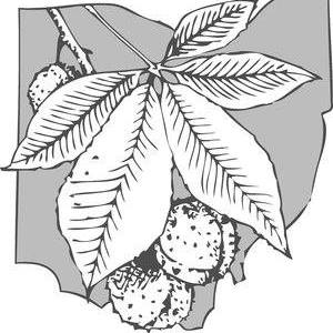 Buckeye Environmental Network (BEN Ohio)